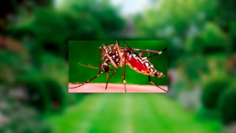 fumigaciones de mosquito